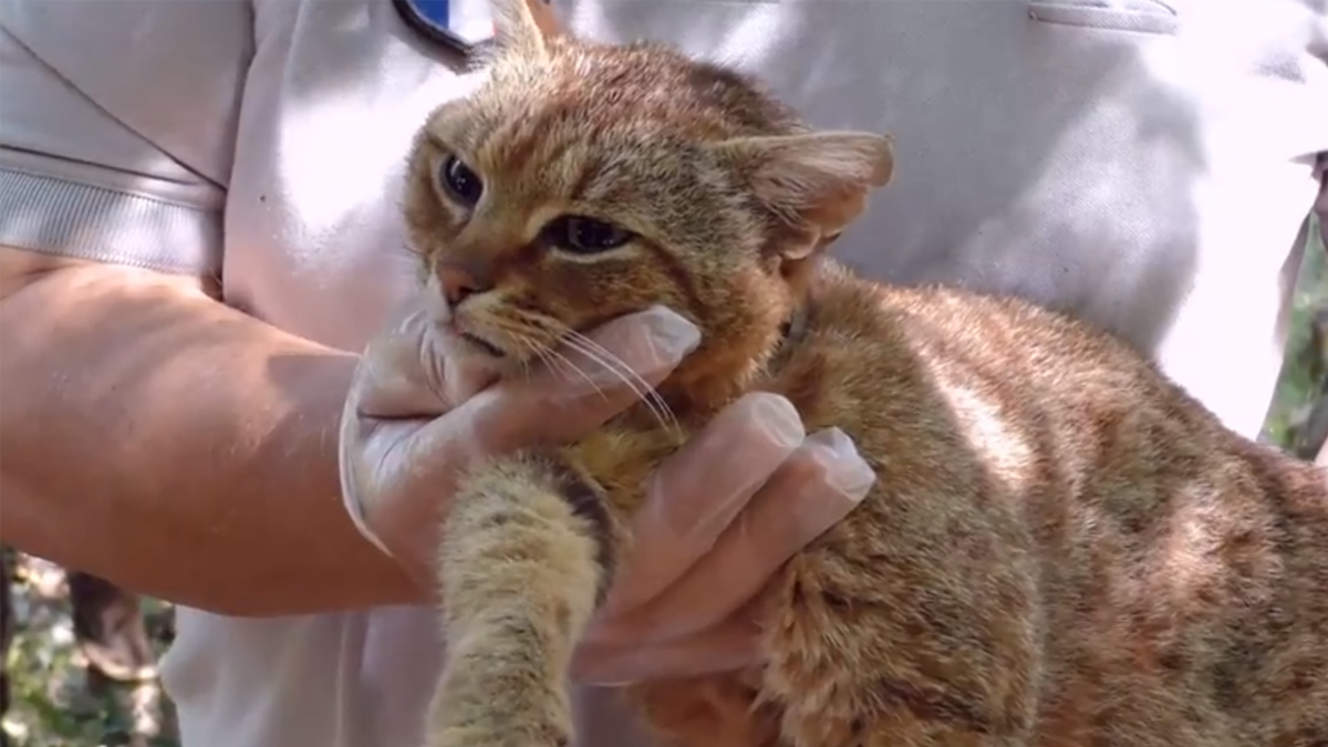 【驚愕】キツネと猫が合体？！コルシカ島で発見された新種「キツネネコ」とは一体何者？