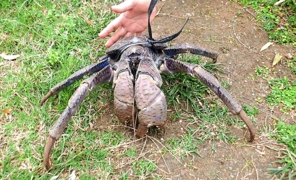 「一体何だろう？」沖縄で目撃された謎の巨大生物、その正体とは！？