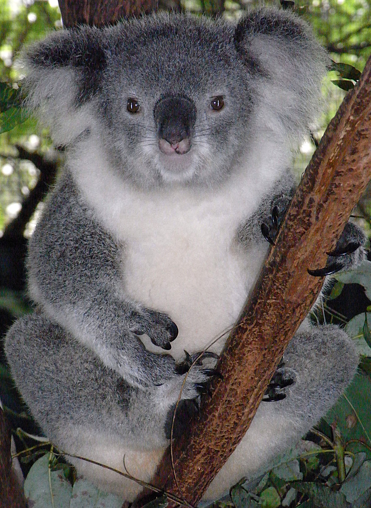 「今日も木に登ったコアラを地面に置き直すバイトが始まる…」